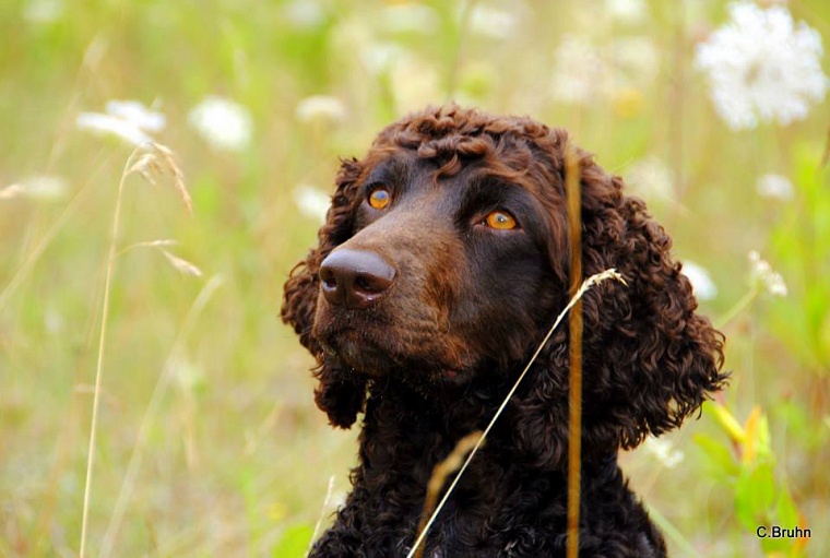 2015_08_08_arduinna-raffelbrander