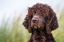 Thumbnail of the category Aurea The Waterspaniel - Arriba