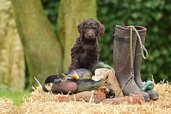 Thumbnail of the category Green Socks Good Thing Going - Splien